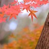 もみじ　よん