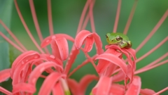 アマガエルと彼岸花　にー