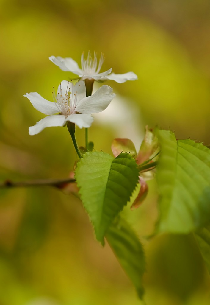 山桜