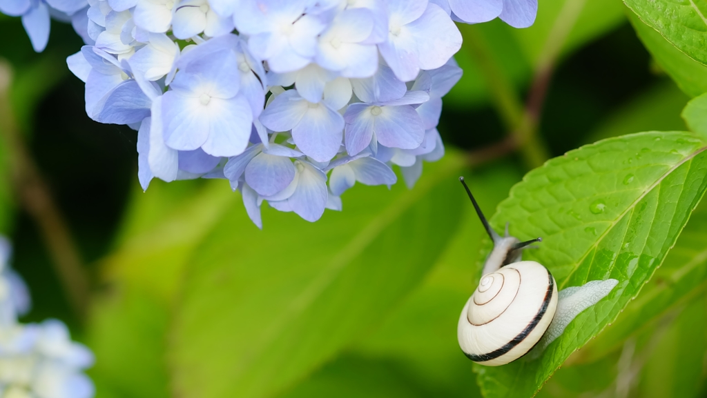 アジサイとカタツムリ By さっき Id 写真共有サイト Photohito