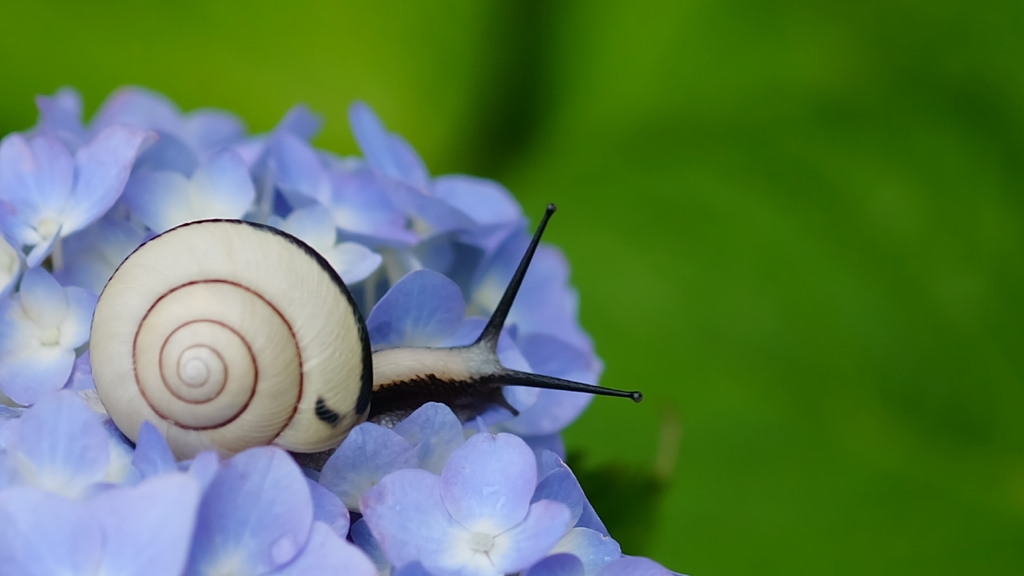 アジサイとカタツムリ にー by さっき～ （ID：7868946） - 写真