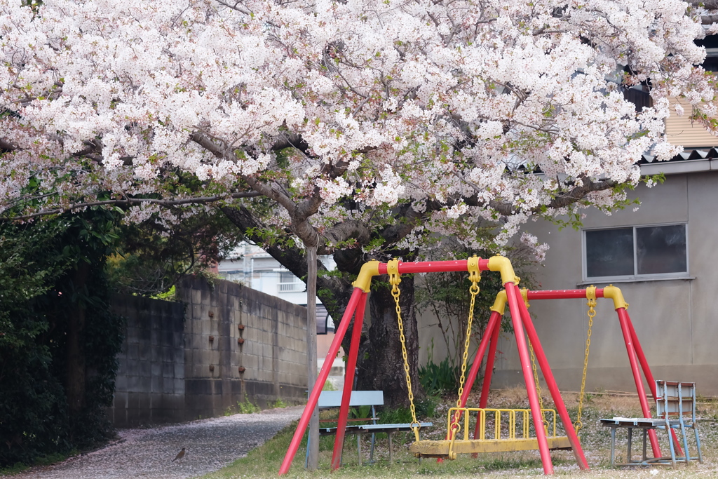 桜