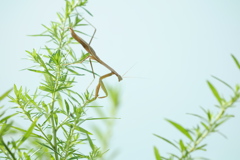 カマキリ