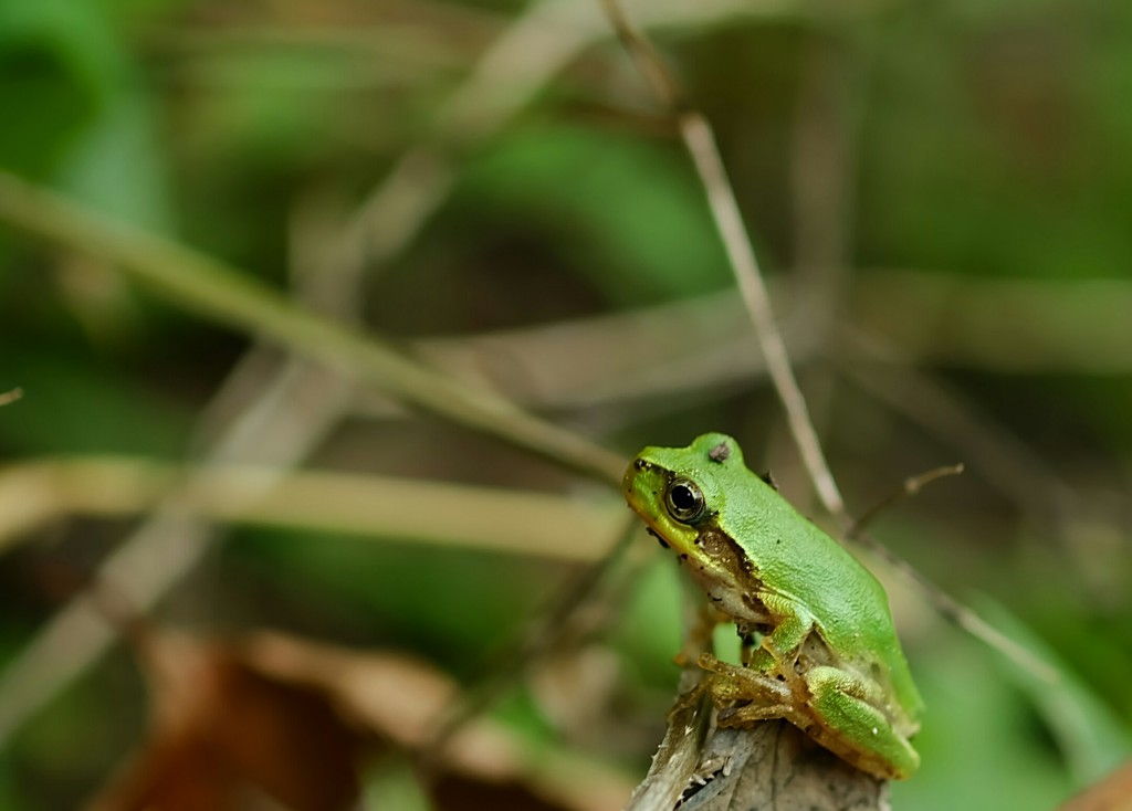 アマガエル