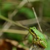アマガエル