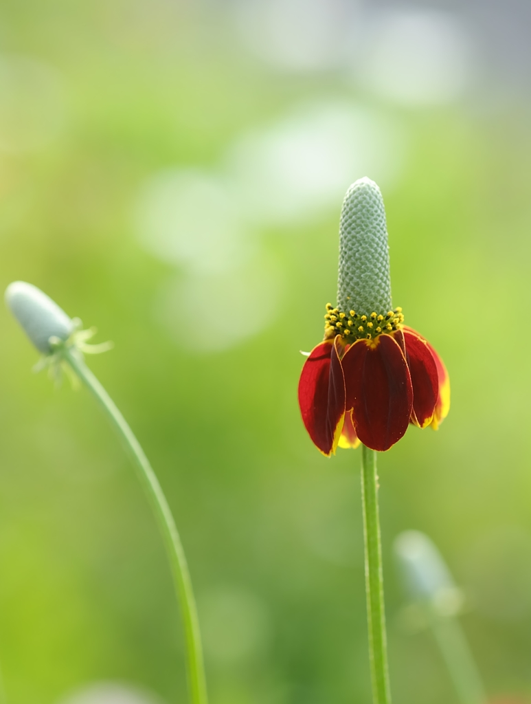 なんて名前の花だろう？