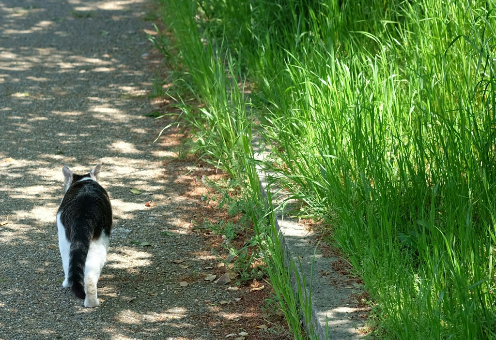 どこまでも　ついていきます♪