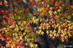 紅葉