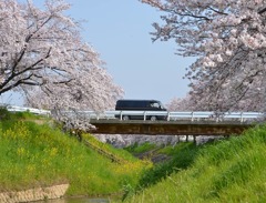 佐保川の桜