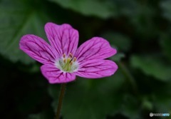 地中海沿岸の花