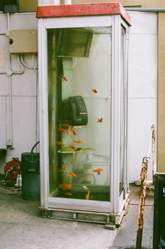 金魚の電話ボックス