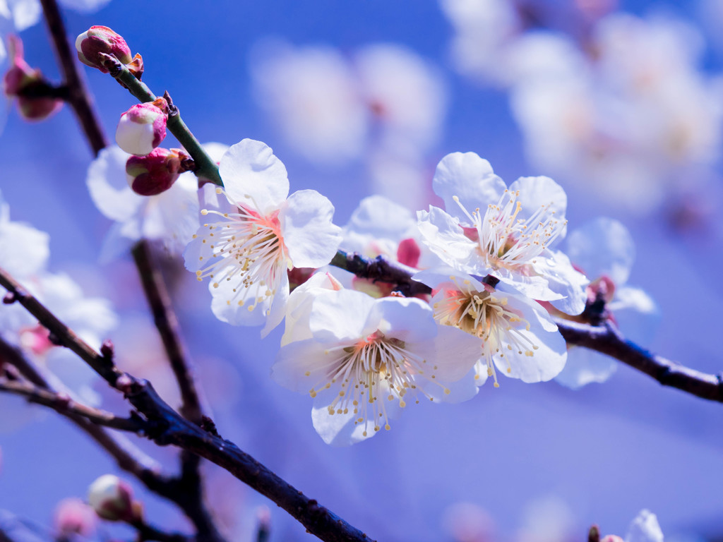 UME 