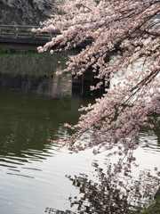 彦根城の桜4