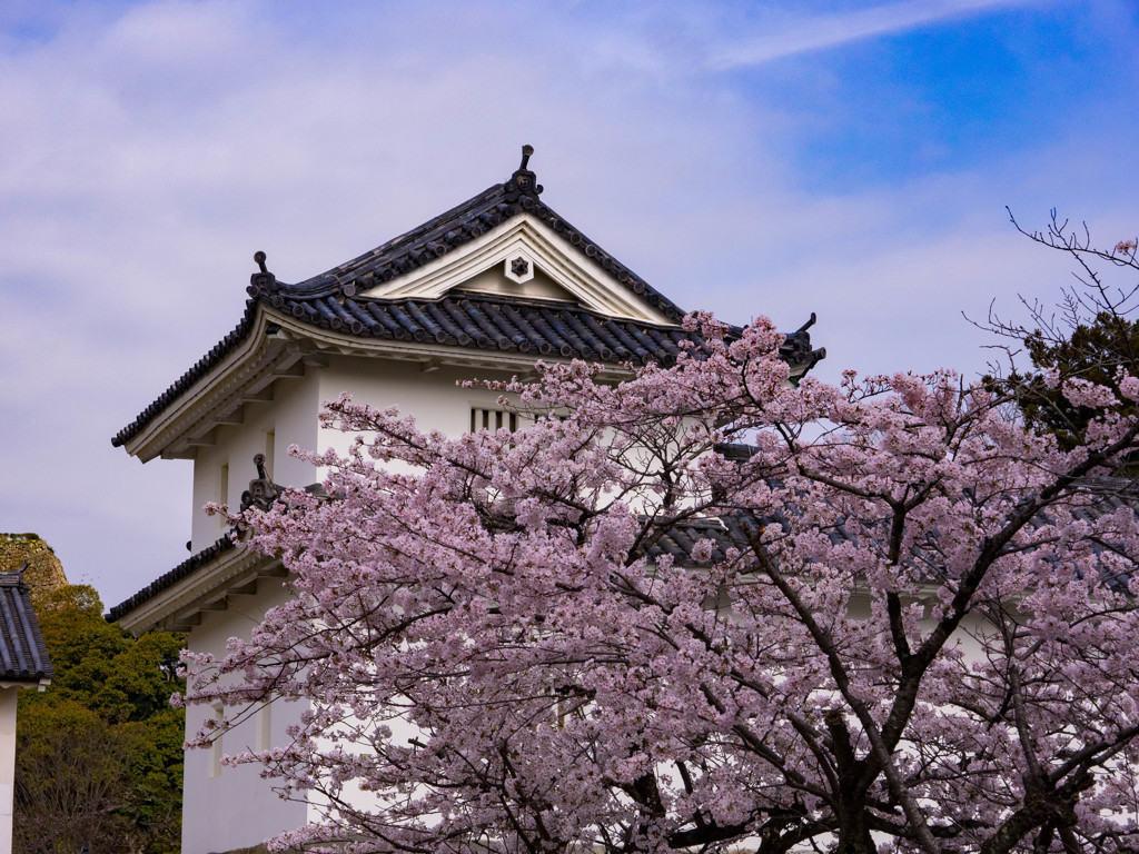 彦根城の桜