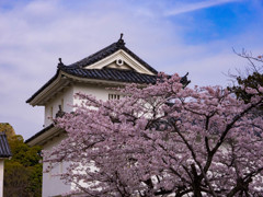 彦根城の桜