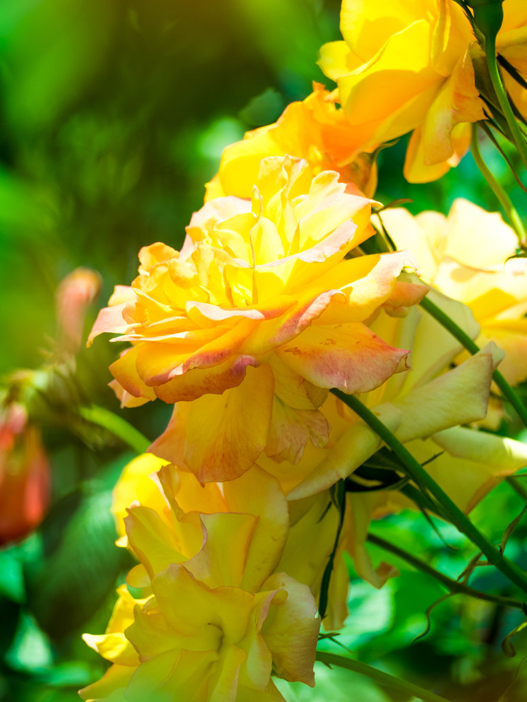 薔薇　