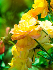 薔薇　
