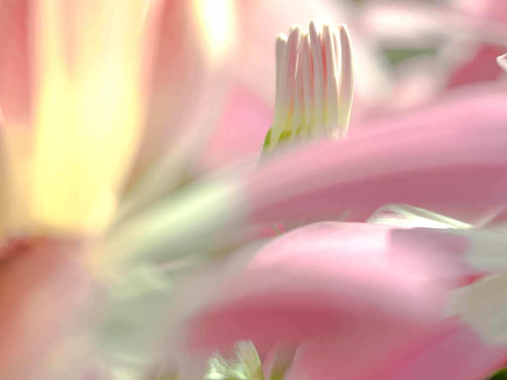 春はまだかな？