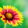 Ｓｕｎ