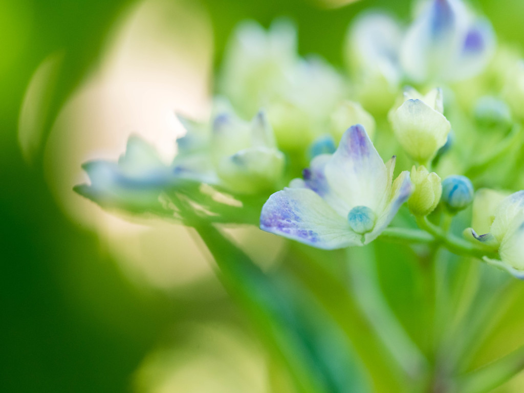 紫陽花　２