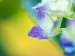 紫陽花