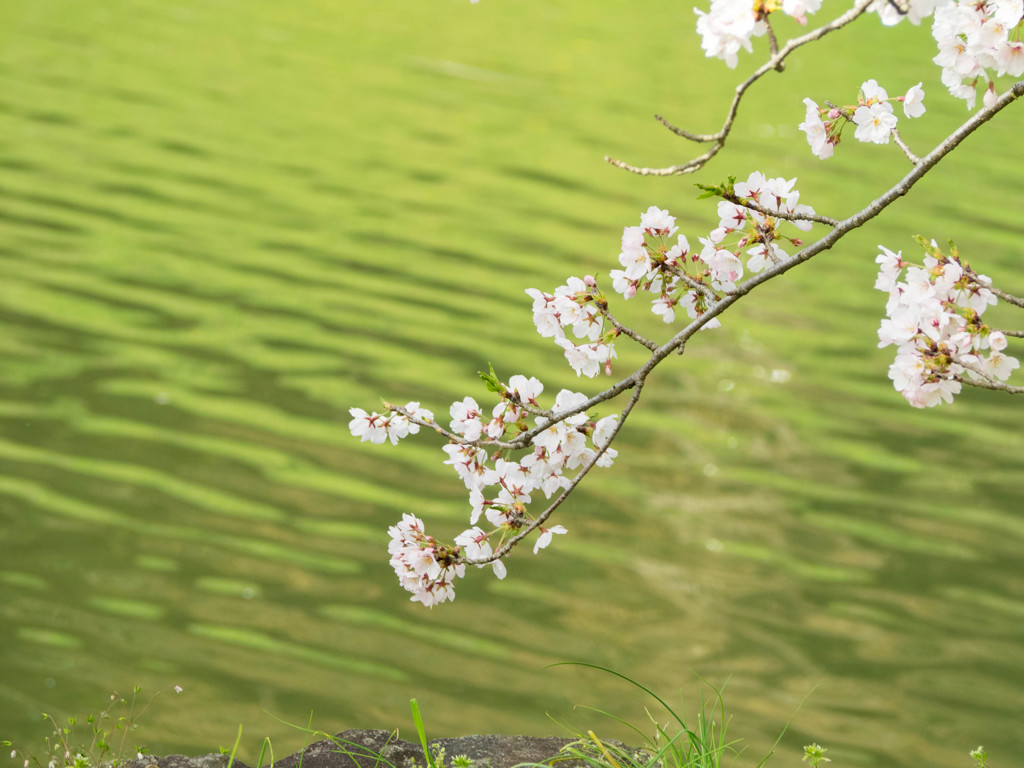 彦根城の桜5