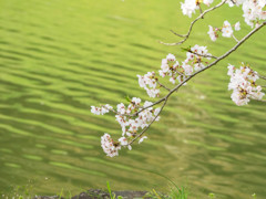 彦根城の桜5