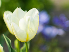 チューリップの花が