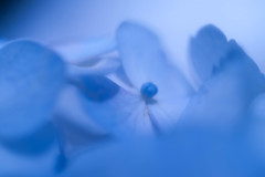 紫陽花