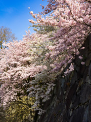 彦根城の桜２