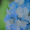 紫陽花