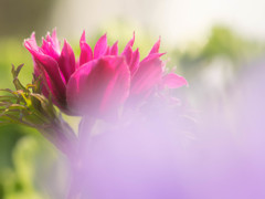 開花２