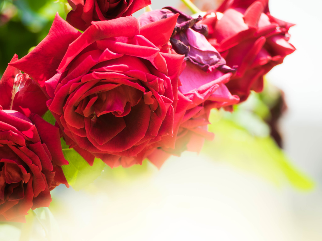 真っ赤な薔薇