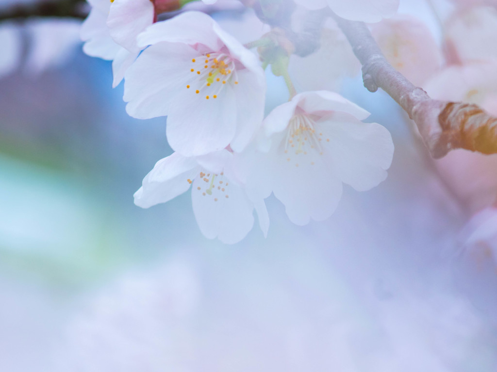 彩る