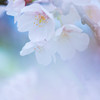 彩る