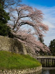 彦根城の桜3