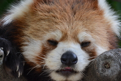レッサーパンダ