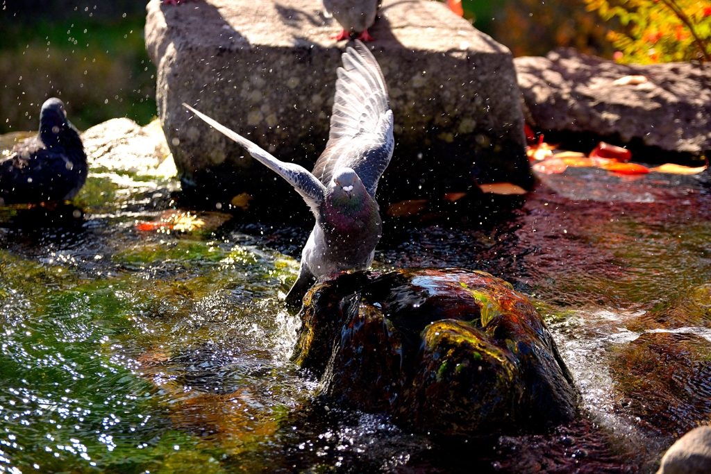水浴びする鳩