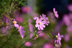 道端の花