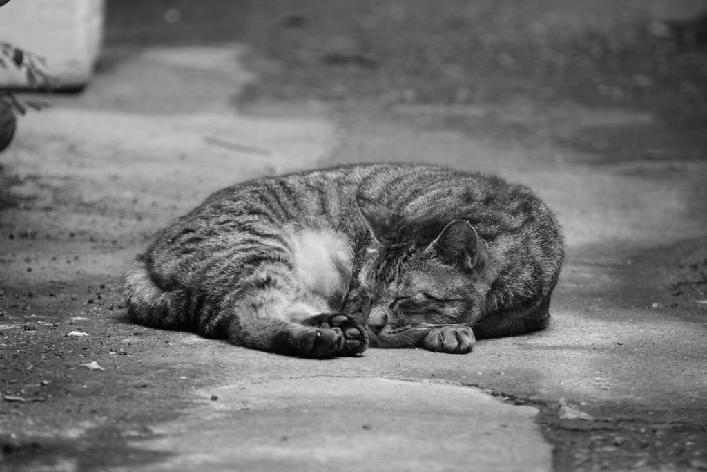猫②