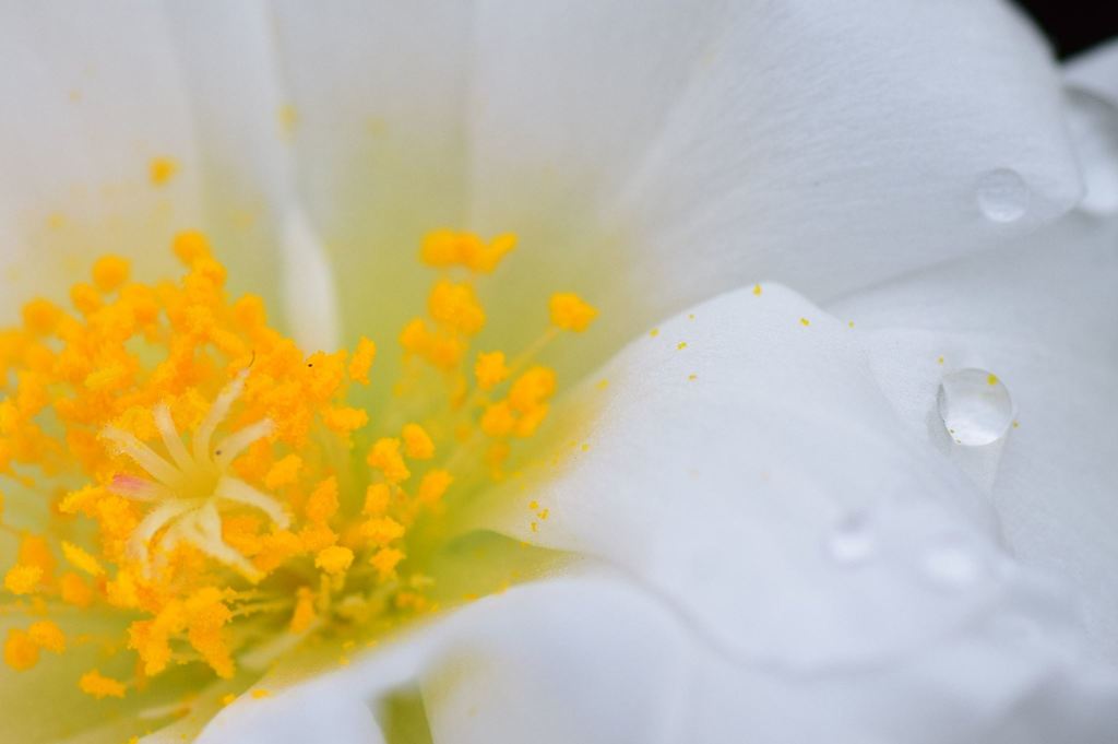 花びらの水滴