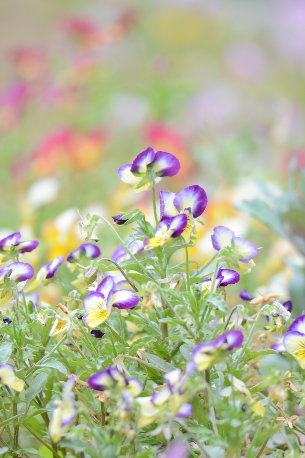 小さな花