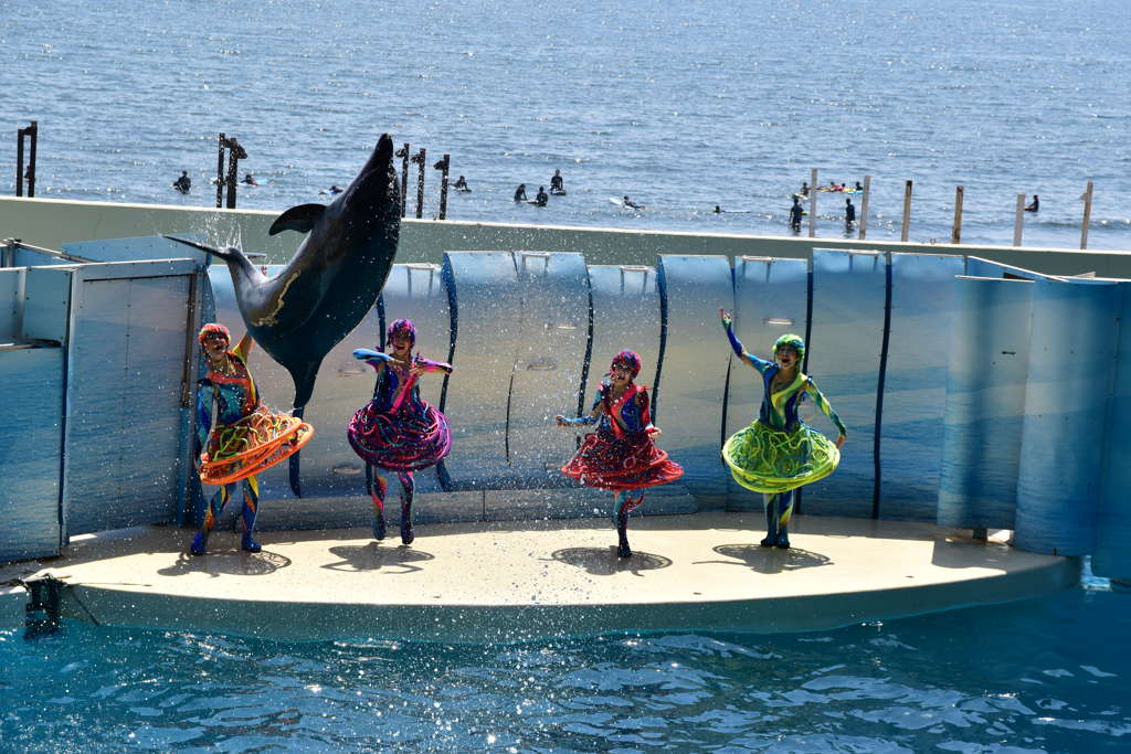 江の島の水族館（イルカショー）