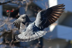 羽ばたく鳩