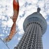 スカイツリーと鯉のぼり