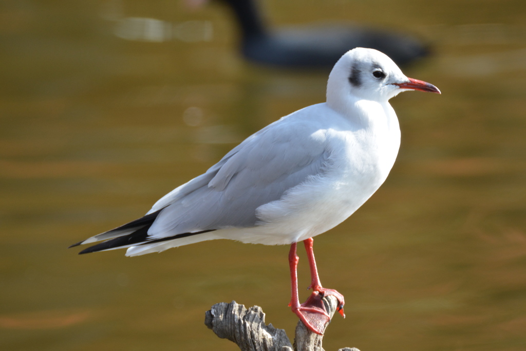 野鳥③