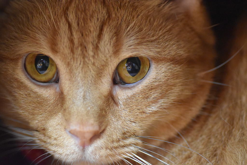 猫①