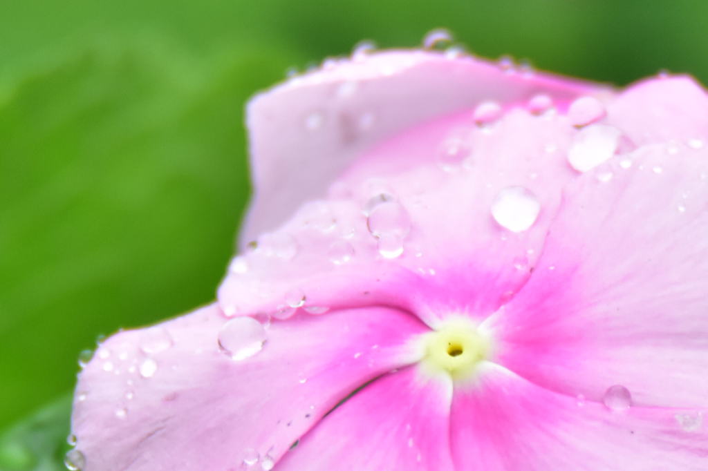 雨上がりの花びら
