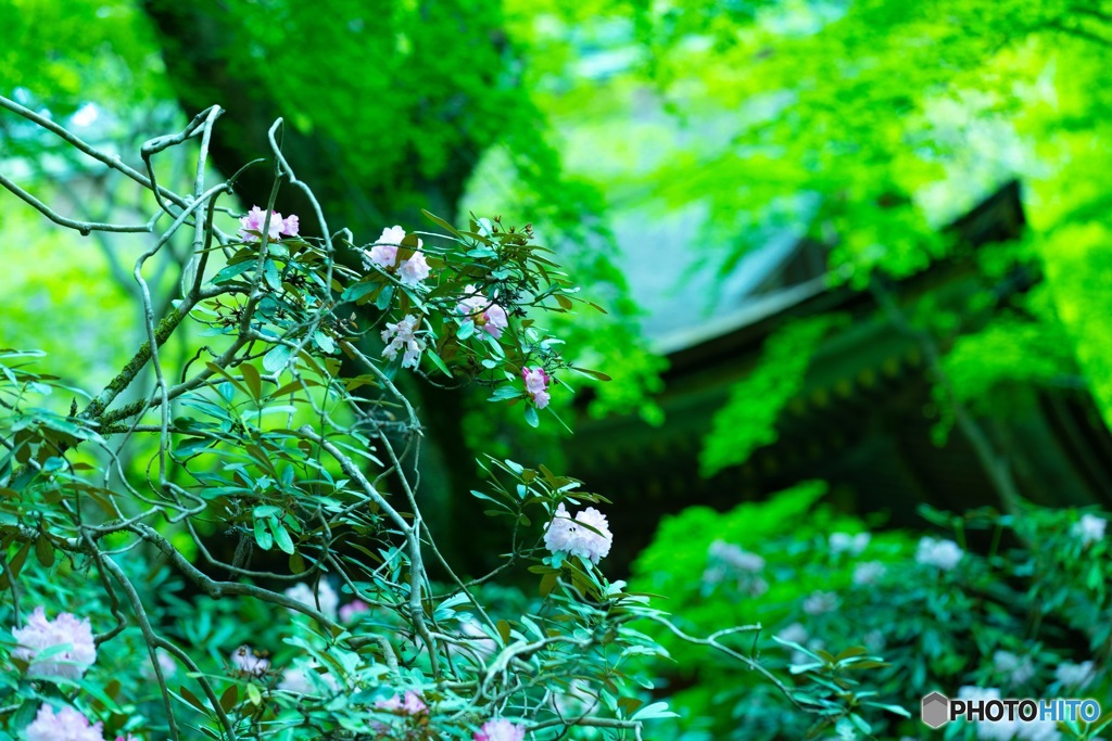 室生寺の花