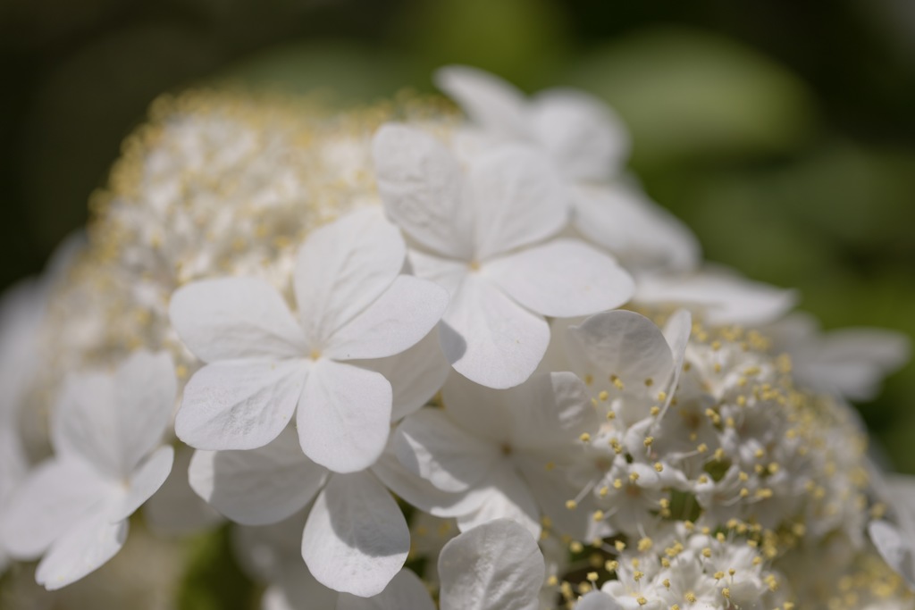 唐招提寺 瓊花(けいか)